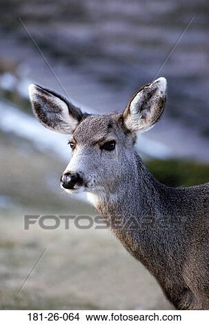 Picture - Up, Head, Animals, Shot, American, Animal. Fotosearch