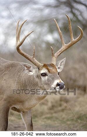 White, Tail, Bucks, Shot, Deer, Animal View Large Photo Image Stock Image - White, Tail, Bucks, Shot, Deer, Animal. Fotosearch