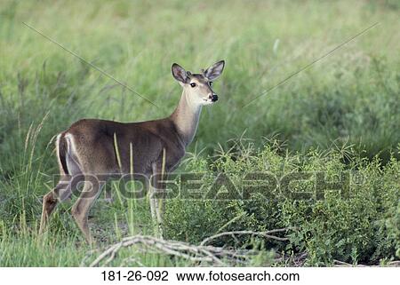 White, Wild, Animal, Mammal, Outdoors, American, Animals View Large Photo Image Stock Image - White, Wild, Animal, Mammal, Outdoors, American, Animals. Fotosearch