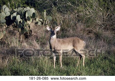 White, Wilderness, Animal, Mammal, Outdoors, Standing, Animals View Large Photo Image Stock Photography - White, Wilderness, Animal, Mammal, Outdoors, Standing, Animals. Fotosearch