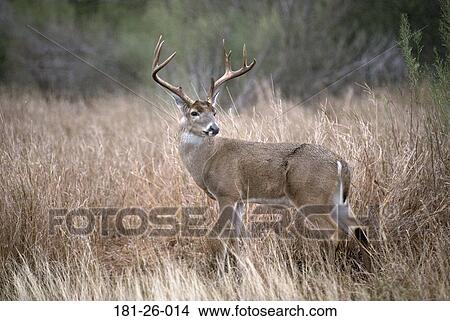 Whitetail, Deer, White, Wilderness, Mammal, Standing, Buck View Large Photo Image Picture - Whitetail, Deer, White, Wilderness, Mammal, Standing, Buck. Fotosearch