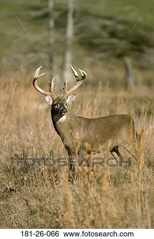 Whitetail, Wilderness, Mammal, White, Bucks, Animals, Animal View Large Photo Image Stock Photograph - Whitetail, Wilderness, Mammal, White, Bucks, Animals, Animal. Fotosearch