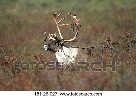 Wild, Animals, Animal, Velvet, Wildlife, Wilderness, Caribou View Large Photo Image Stock Photo - Wild, Animals, Animal, Velvet, Wildlife, Wilderness, Caribou. Fotosearch