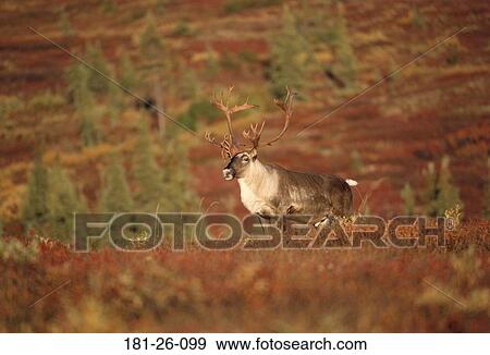 Wild, Bull, Animal, North, Mammal, Wildlife View Large Photo Image Stock Photo - Wild, Bull, Animal, North, Mammal, Wildlife. Fotosearch