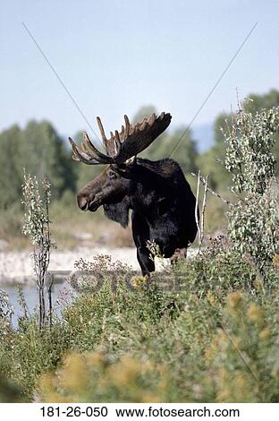 Wild, Bull, Velvet, North, River, Wildlife, Animals View Large Photo Image Stock Image - Wild, Bull, Velvet, North, River, Wildlife, Animals. Fotosearch