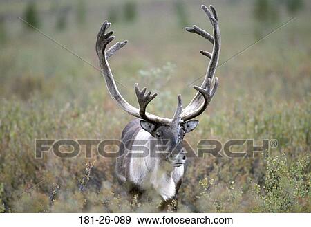 Wild, Caribou, Deer, Wilderness, North, Animal, Animals View Large Photo Image Stock Photo - Wild, Caribou, Deer, Wilderness, North, Animal, Animals. Fotosearch