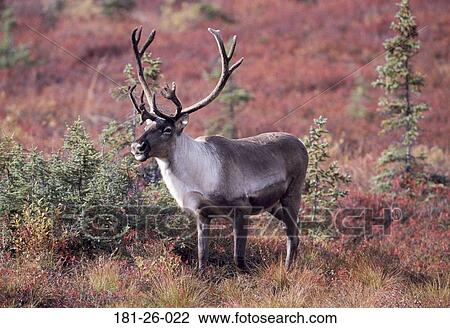 Wild, Mammal, American, Animal, Caribou, Outdoors, Deer View Large Photo Image Stock Image - Wild, Mammal, American, Animal, Caribou, Outdoors, Deer. Fotosearch