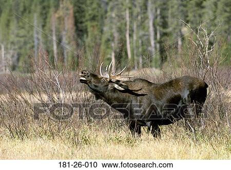 Stock Image - Wild, Mammal, Animal, Animals, Wildlife, Moose, American. Fotosearch