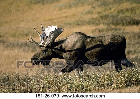 Wild, Mammal, Walking, Outdoors, Deer, Bull View Large Photo Image Stock Photo - Wild, Mammal, Walking, Outdoors, Deer, Bull. Fotosearch