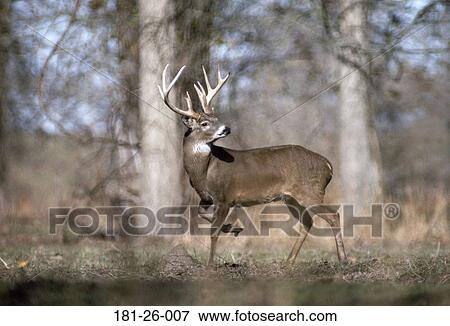 Wild, Mammal, White, American, Wilderness, Whitetail View Large Photo Image Stock Photo - Wild, Mammal, White, American, Wilderness, Whitetail. Fotosearch