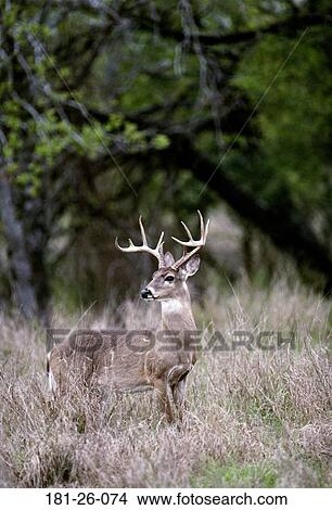 Wild, North, Deer, Mammal, Bucks, Deer, Wildlife View Large Photo Image Picture - Wild, North, Deer, Mammal, Bucks, Deer, Wildlife. Fotosearch