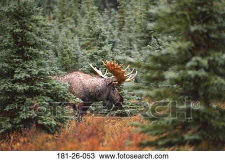 Wilderness, American, Animal, Wildlife, Mammal, Animals View Large Photo Image Stock Image - Wilderness, American, Animal, Wildlife, Mammal, Animals. Fotosearch