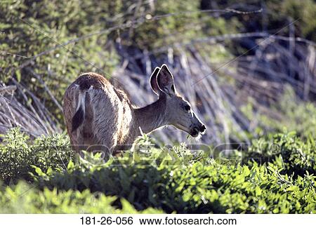 Wilderness, Animal, Deer, Animals, Doe, American View Large Photo Image Stock Photograph - Wilderness, Animal, Deer, Animals, Doe, American. Fotosearch