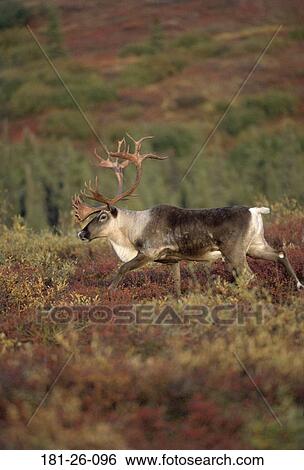 Wilderness, Outdoors, Walking, Wildlife, Mammal, Animals View Large Photo Image Stock Photograph - Wilderness, Outdoors, Walking, Wildlife, Mammal, Animals. Fotosearch