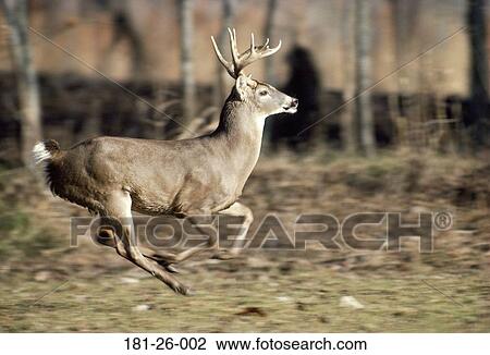 Wilderness, Tail, Mammal, Animal, North, American, Wildlife View Large Photo Image Stock Image - Wilderness, Tail, Mammal, Animal, North, American, Wildlife. Fotosearch