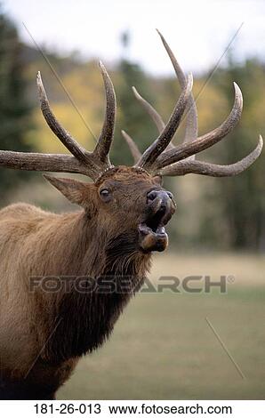 Wildlife, Animals, Bugling, Rocky, Mammal, Wild, Shot View Large Photo Image Stock Image - Wildlife, Animals, Bugling, Rocky, Mammal, Wild, Shot. Fotosearch