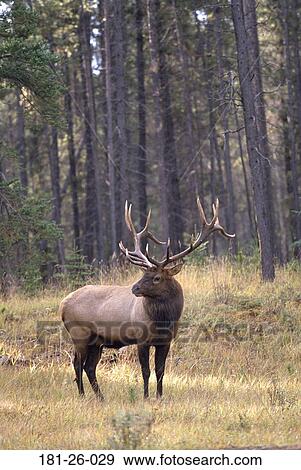 Wildlife, Animals, Mammal, Deer, North, Animal View Large Photo Image Stock Photo - Wildlife, Animals, Mammal, Deer, North, Animal. Fotosearch