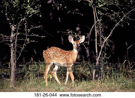 Wildlife, Animals, Mammal, North, Outdoors, White, American View Large Photo Image Picture - Wildlife, Animals, Mammal, North, Outdoors, White, American. Fotosearch