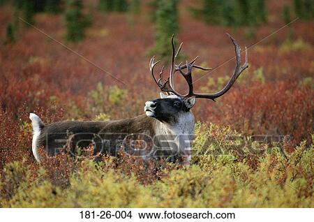 Wildlife, Animals, Wilderness, Standing, Mammal, American View Large Photo Image Picture - Wildlife, Animals, Wilderness, Standing, Mammal, American. Fotosearch