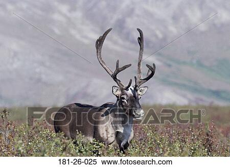 Wildlife, Deer, Wild, Wilderness, Animals, North, Animal View Large Photo Image Stock Photography - Wildlife, Deer, Wild, Wilderness, Animals, North, Animal. Fotosearch