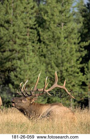 Wildlife, Point, Mammal, Animals, North, Outdoors, Wilderness View Large Photo Image Stock Photo - Wildlife, Point, Mammal, Animals, North, Outdoors, Wilderness. Fotosearch
