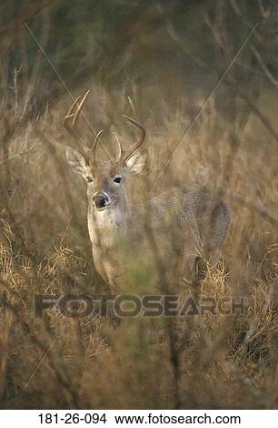 Wildlife, White, Animals, Deer, North, Standing, Wild View Large Photo Image Picture - Wildlife, White, Animals, Deer, North, Standing, Wild. Fotosearch