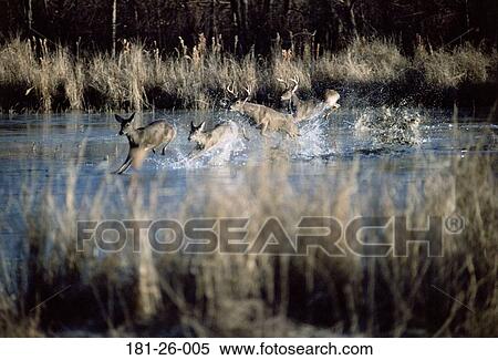 Wildlife, Wild, Tail, Mammal, White, Whitetail, Animals View Large Photo Image Stock Photography - Wildlife, Wild, Tail, Mammal, White, Whitetail, Animals. Fotosearch