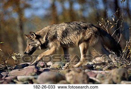 Animals, Wilderness, Mammal, Wildlife, Outdoors, Wolf, Animal View Large Photo Image Stock Image - Animals, Wilderness, Mammal, Wildlife, Outdoors, Wolf, Animal. Fotosearch