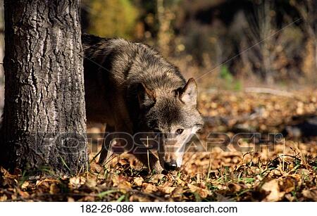 Animals, Wolves, Outdoors, Tree, Wild, Mammal, Animal View Large Photo Image Stock Photograph - Animals, Wolves, Outdoors, Tree, Wild, Mammal, Animal. Fotosearch