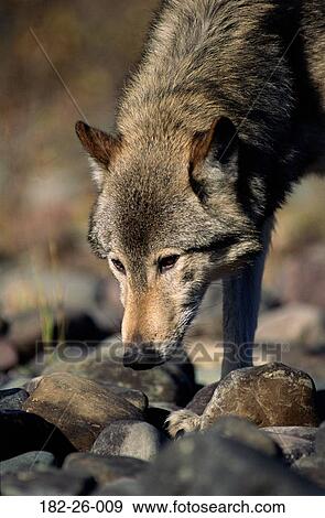 Close, Close-up, Wilderness, Outdoors, Wolf, Mammal, Up View Large Photo Image Stock Photo - Close, Close-up, Wilderness, Outdoors, Wolf, Mammal, Up. Fotosearch