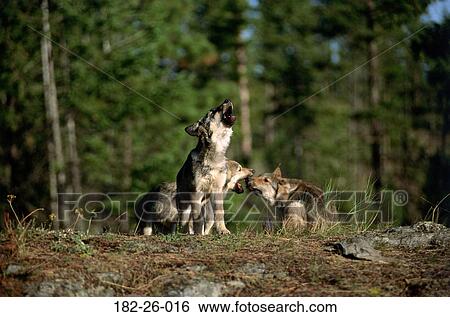 Cub, Wild, Months, Animal, Pups, Pup View Large Photo Image Stock Photograph - Cub, Wild, Months, Animal, Pups, Pup. Fotosearch