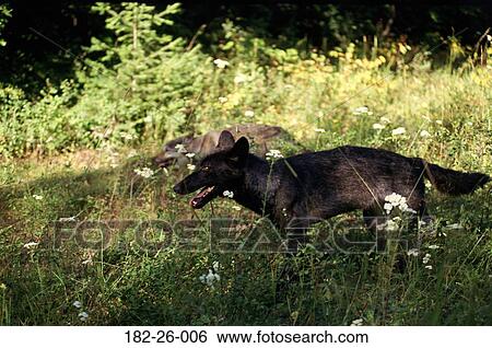 Cubs, Outdoors, Wilderness, Wolves, Wolf, Animal, Mammal View Large Photo Image Stock Photograph - Cubs, Outdoors, Wilderness, Wolves, Wolf, Animal, Mammal. Fotosearch