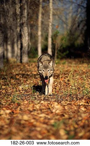 Five, Animals, Cubs, Pups, Wildlife, Walking, Months View Large Photo Image Stock Image - Five, Animals, Cubs, Pups, Wildlife, Walking, Months. Fotosearch