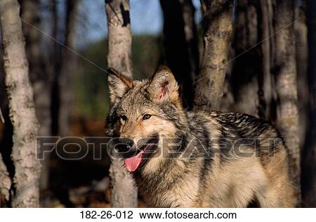 Five, Mammal, Wilderness, Wolf, Cubs, Pup, Months View Large Photo Image Stock Image - Five, Mammal, Wilderness, Wolf, Cubs, Pup, Months. Fotosearch