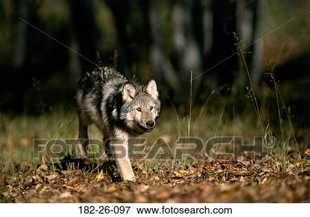 Five, Outdoors, Walking, Months, Wolves, Wild View Large Photo Image Stock Photo - Five, Outdoors, Walking, Months, Wolves, Wild. Fotosearch