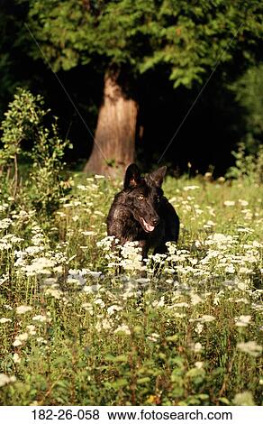 Flower, Wild, Animals, Wolves, Mammal, Male View Large Photo Image Stock Photo - Flower, Wild, Animals, Wolves, Mammal, Male. Fotosearch
