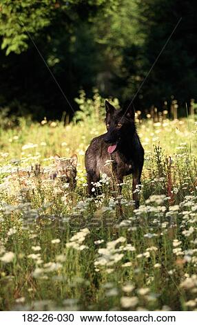 Flower, Wilderness, Wildlife, Wolf, Pup, Wild View Large Photo Image Stock Image - Flower, Wilderness, Wildlife, Wolf, Pup, Wild. Fotosearch