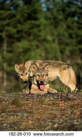 Lying, Wolves, Wild, Cub, Wolf, Wildlife, Three View Large Photo Image Stock Image - Lying, Wolves, Wild, Cub, Wolf, Wildlife, Three. Fotosearch