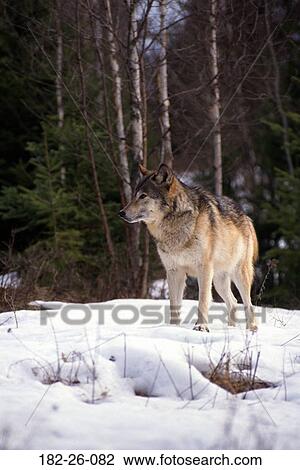 Male, Wildlife, Wolf, Wolves, Wilderness, Grey View Large Photo Image Stock Image - Male, Wildlife, Wolf, Wolves, Wilderness, Grey. Fotosearch