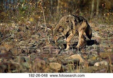Mammal, Animals, Stalking, Animal, Wild, Wolf View Large Photo Image Stock Photo - Mammal, Animals, Stalking, Animal, Wild, Wolf. Fotosearch
