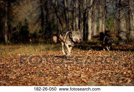 Stock Image - Mammal, Wild, Animal, Wildlife, Running, Wolves, Outdoors. Fotosearch