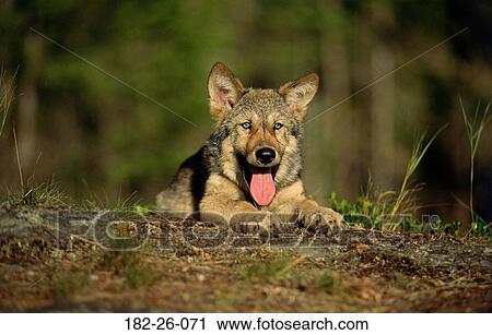 Mammal, Wilderness, Months, Pups, Wolves, Animals, Wild View Large Photo Image Stock Image - Mammal, Wilderness, Months, Pups, Wolves, Animals, Wild. Fotosearch