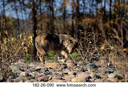 Mammal, Wolf, Animals, Animal, Wolves, Wild, Outdoors View Large Photo Image Stock Image - Mammal, Wolf, Animals, Animal, Wolves, Wild, Outdoors. Fotosearch