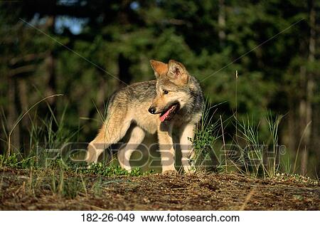 Months, Animals, Wolves, Three, Months, Wild, Wilderness View Large Photo Image Stock Photo - Months, Animals, Wolves, Three, Months, Wild, Wilderness. Fotosearch