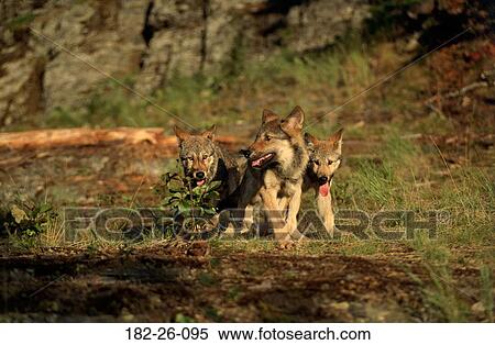 Months, Animals, Wolves, Wolf, Animal, Pup, Playing View Large Photo Image Stock Photography - Months, Animals, Wolves, Wolf, Animal, Pup, Playing. Fotosearch