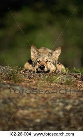 Months, Wildlife, Outdoors, Mammal, Animals, Pups, Wilderness View Large Photo Image Picture - Months, Wildlife, Outdoors, Mammal, Animals, Pups, Wilderness. Fotosearch