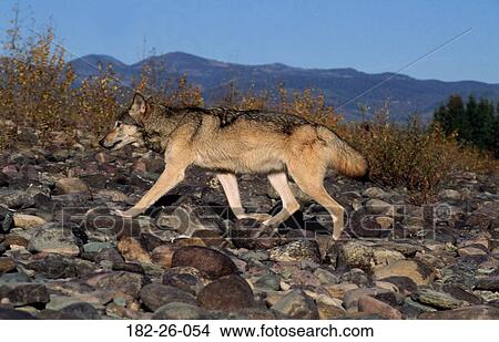 Outdoors, Animals, Wildlife, Mammal, Wolves, Animal, Wolves View Large Photo Image Picture - Outdoors, Animals, Wildlife, Mammal, Wolves, Animal, Wolves. Fotosearch