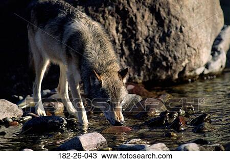 Outdoors, River, Wolves, Wildlife, Wilderness, Water, Wolves View Large Photo Image Stock Image - Outdoors, River, Wolves, Wildlife, Wilderness, Water, Wolves. Fotosearch