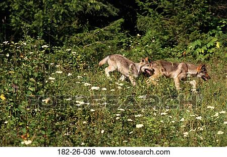 Outdoors, Running, Cubs, Wolves, Animals, Animal View Large Photo Image Stock Photograph - Outdoors, Running, Cubs, Wolves, Animals, Animal. Fotosearch