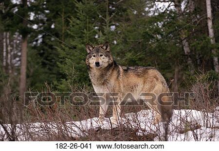 Outdoors, Standing, Wolves, Wolf, Wolves, Wildlife, Snow View Large Photo Image Stock Image - Outdoors, Standing, Wolves, Wolf, Wolves, Wildlife, Snow. Fotosearch
